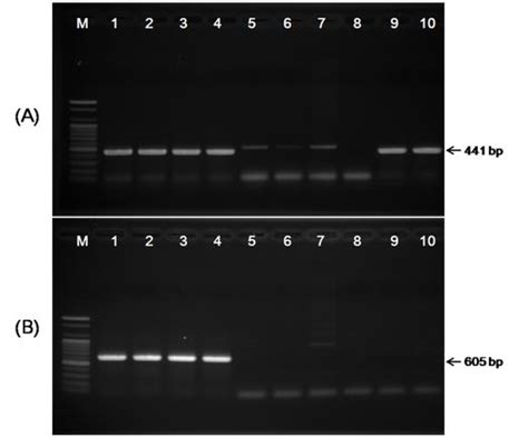 kw11 strain|Archive BacDiveID:10.13145/bacdive16731.20240510.9 